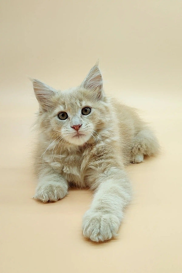 Fluffy white Maine Coon kitten Una with blue eyes lounging adorably