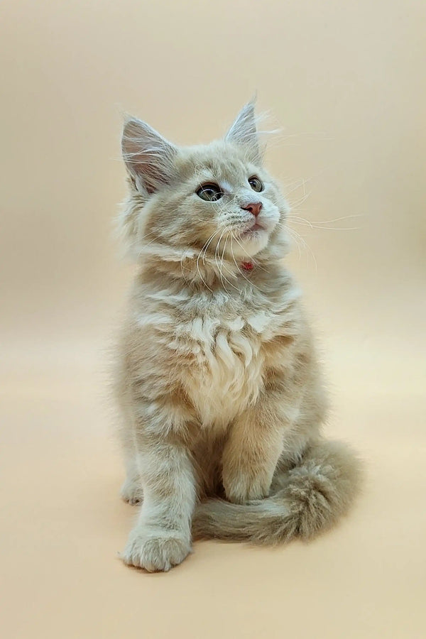 Fluffy Maine Coon kitten Una sitting upright, ready to steal your heart!