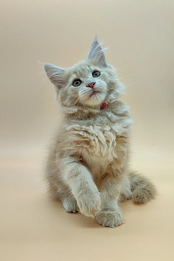 Fluffy gray Coon kitten named Una sitting upright with paws raised, super cute!