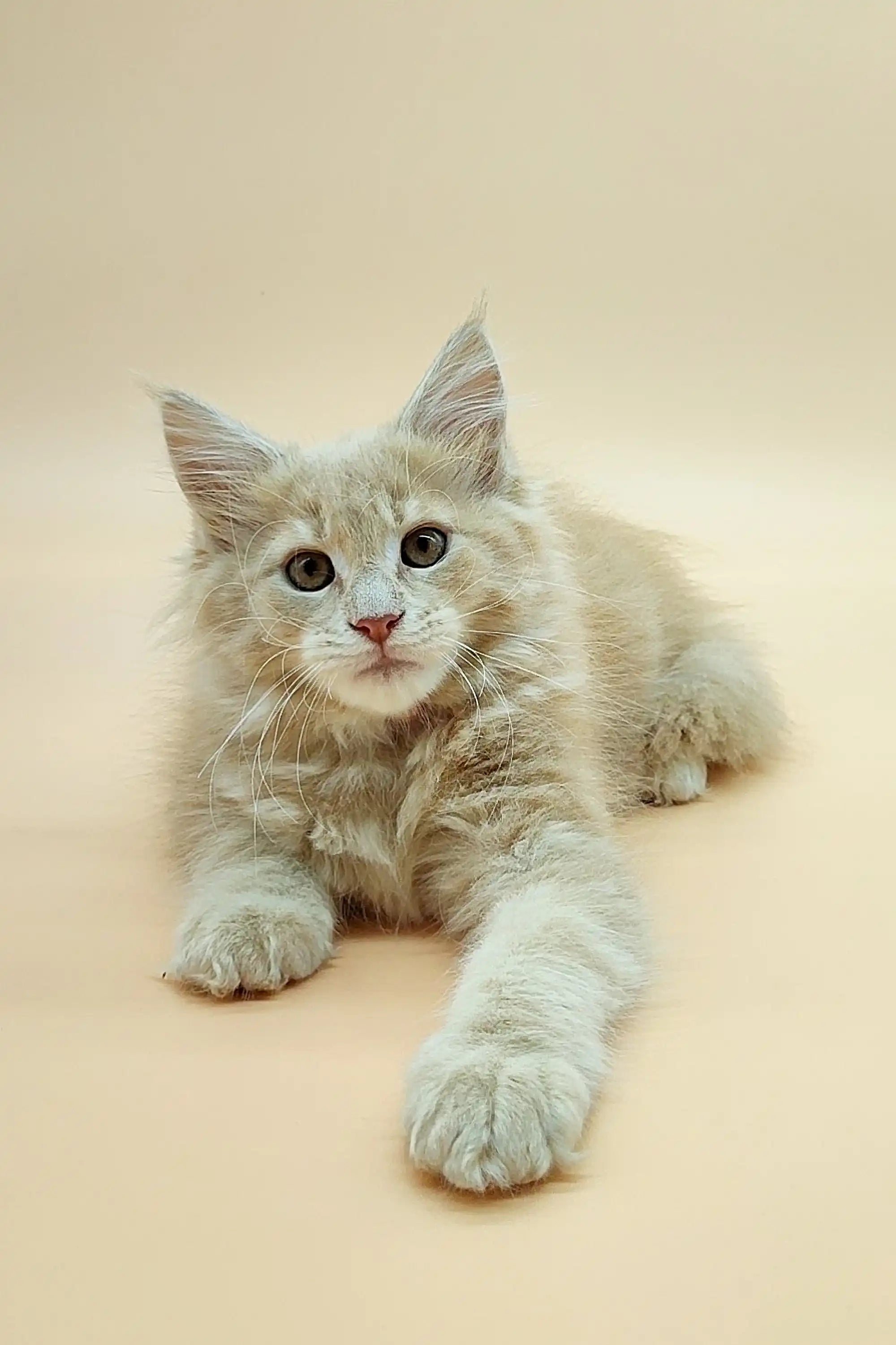 Maine Coon Kittens for Sale Una | Kitten