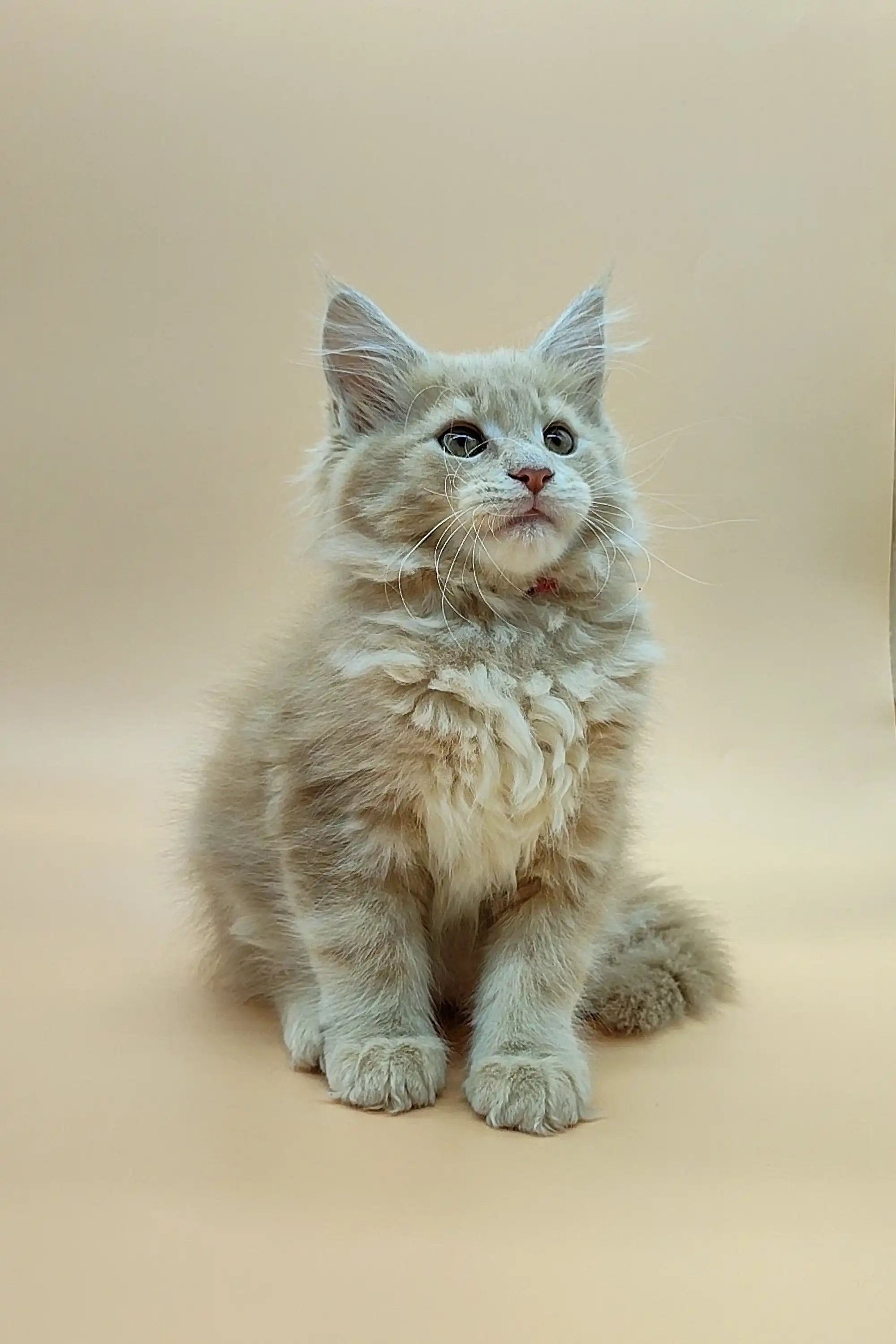 Maine Coon Kittens for Sale Una | Kitten