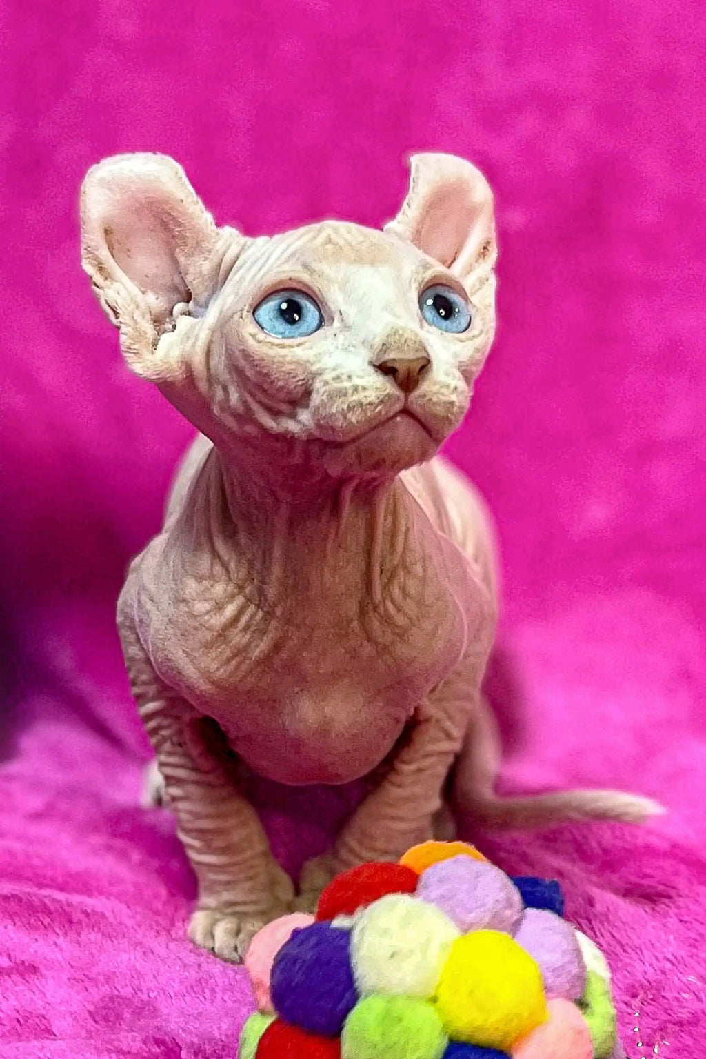 Hairless Sphynx Cats & Kittens for Sale Undina | Elf Kitten