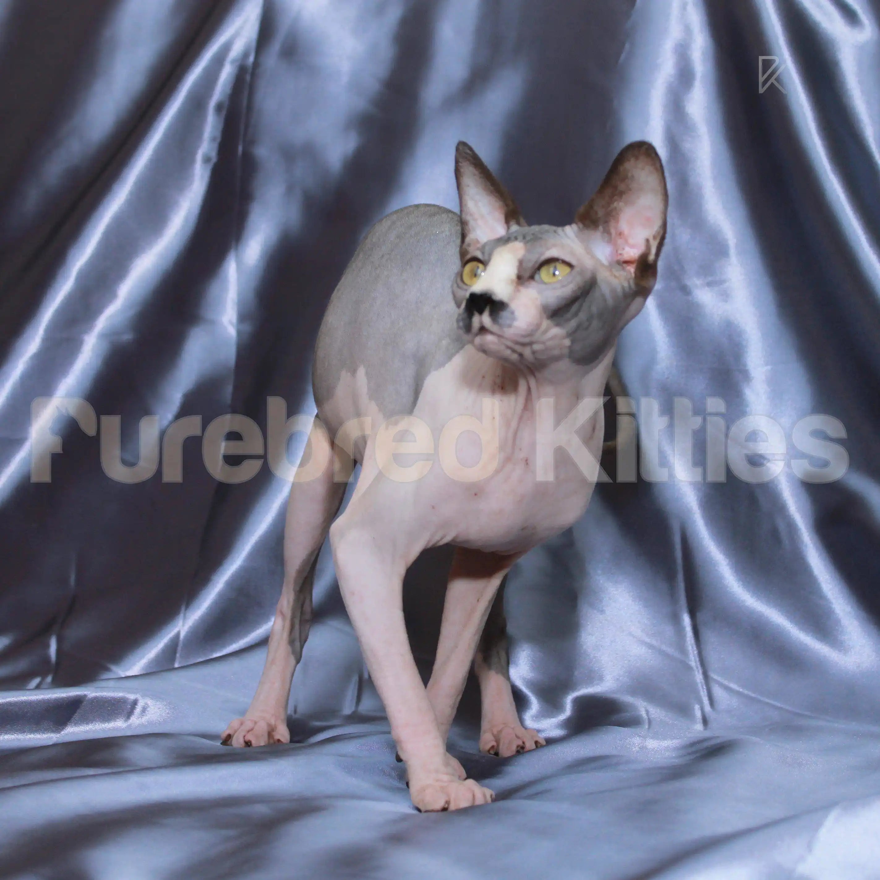 Sphynx Cats for Sale | Kittens For Undine | Kitten