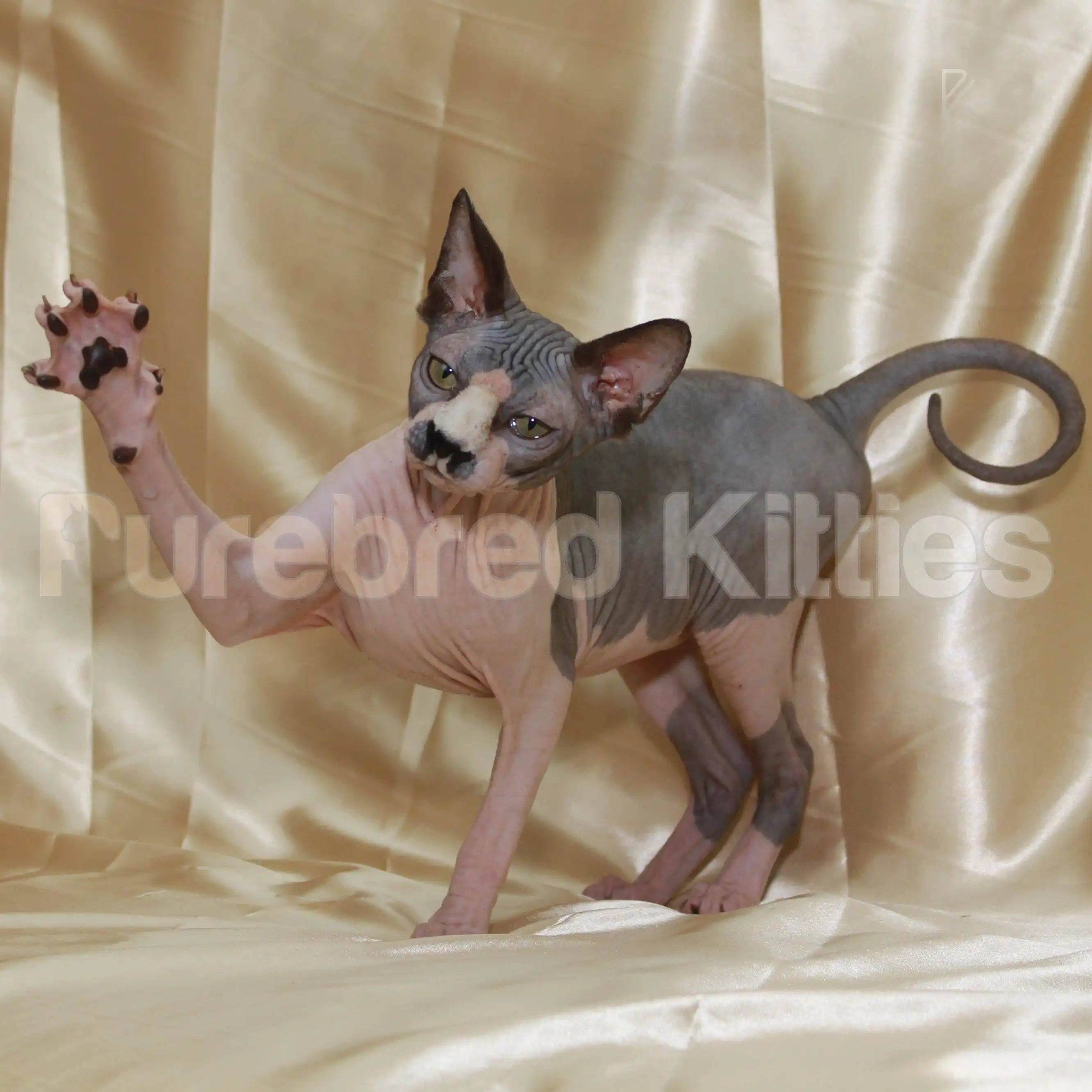 Sphynx Cats for Sale | Kittens For Undine | Kitten