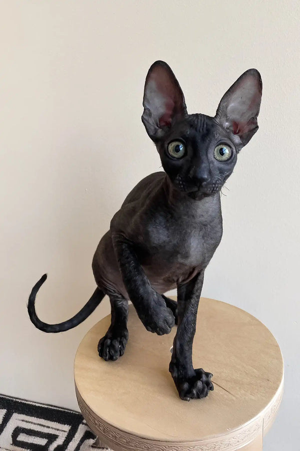 Ungaro | cornish rex kitten