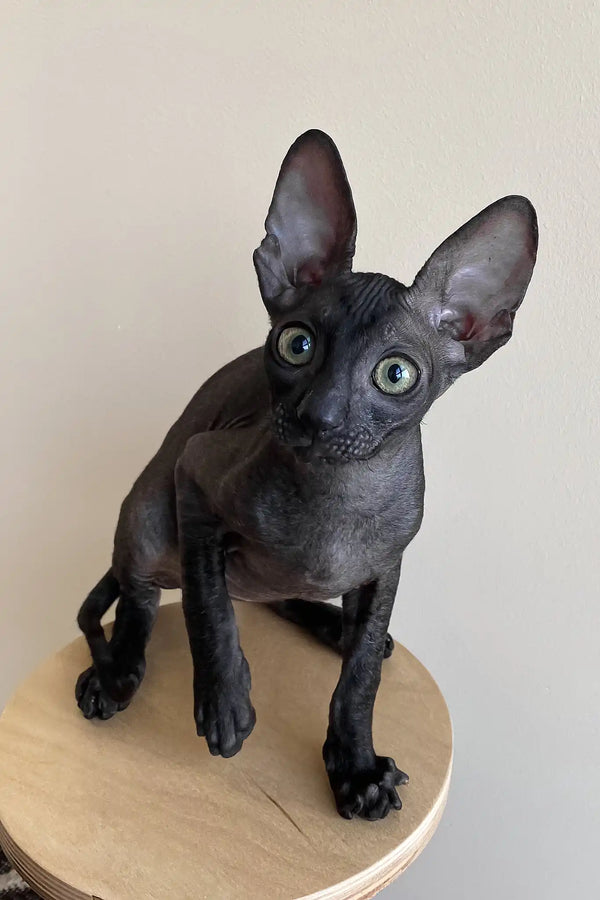 Ungaro | cornish rex kitten