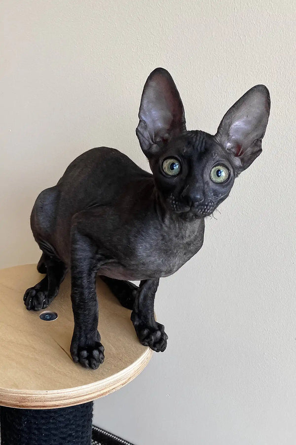 Ungaro | cornish rex kitten