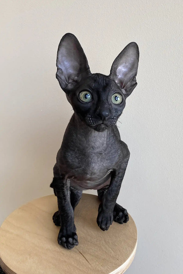 Ungaro | cornish rex kitten