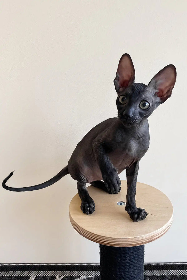 Ungaro | cornish rex kitten
