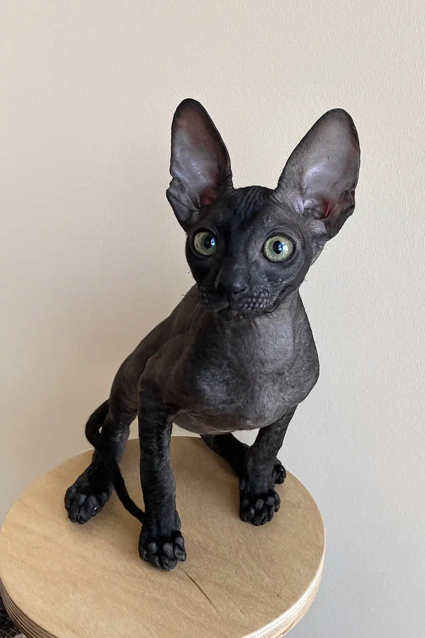 Ungaro | cornish rex kitten