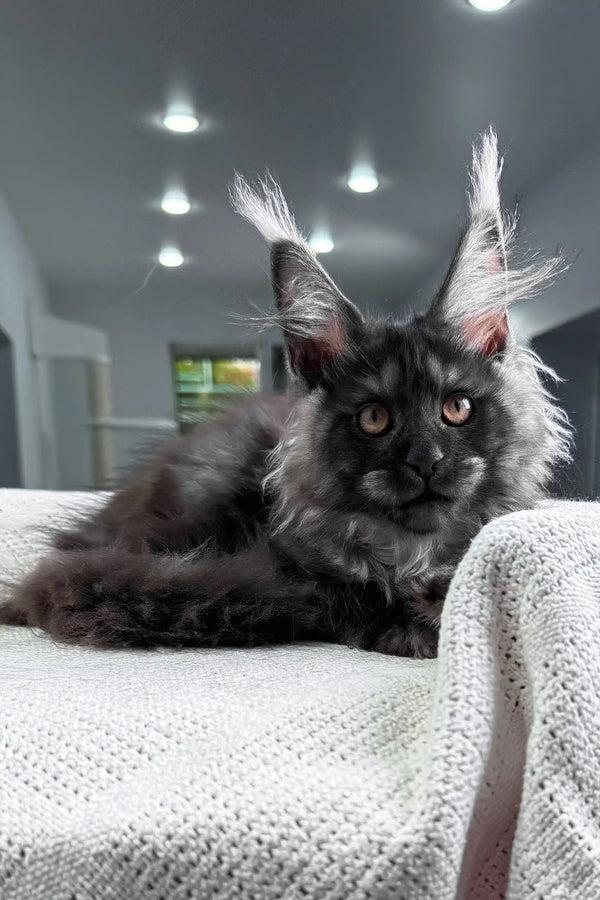 Unica | maine coon kitten