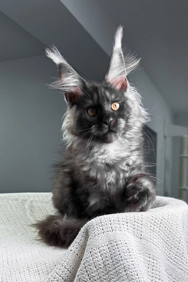 Unica | maine coon kitten