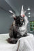 Unica | maine coon kitten