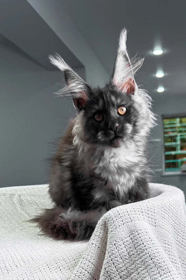 Unica | maine coon kitten