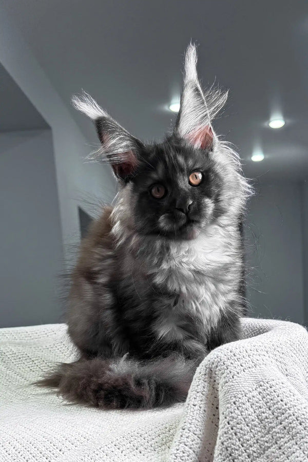 Unica | maine coon kitten