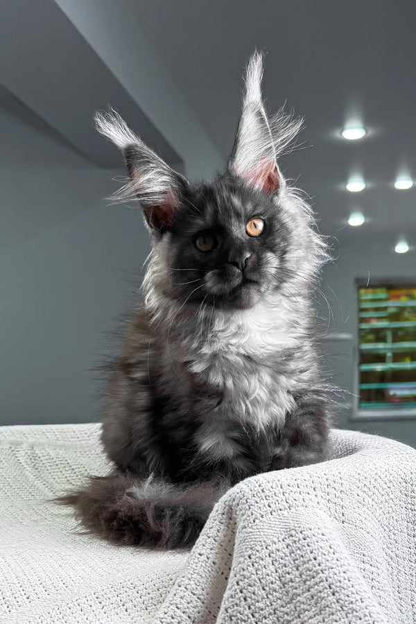 Unica | maine coon kitten
