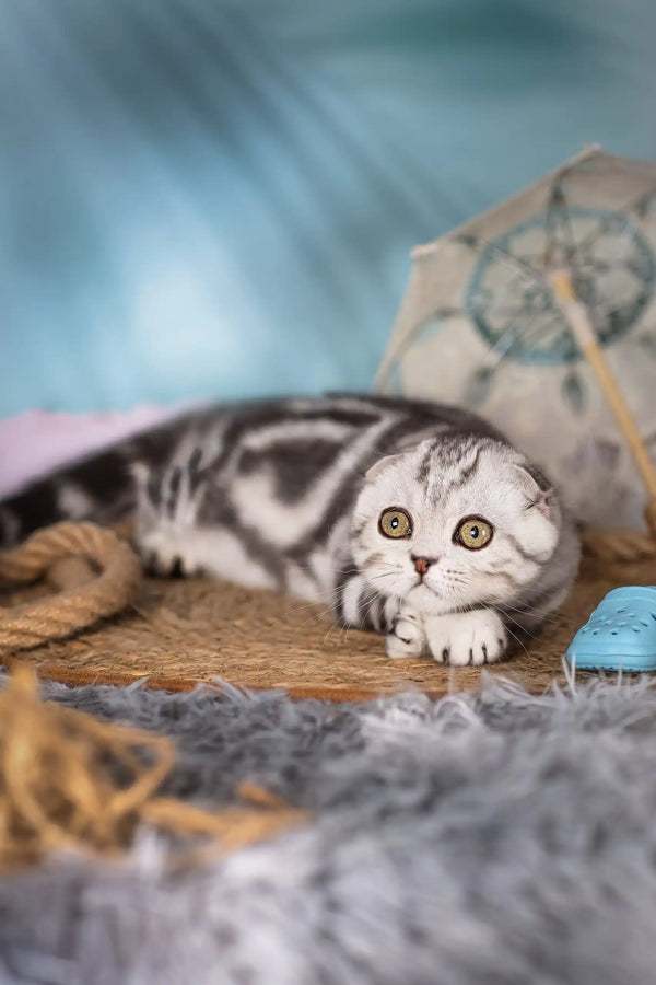 Gray and white tabby cat in Unicum Scottish Fold Kitten product display
