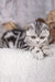 Cute Silver Tabby Scottish Fold Kitten featured in Unicum Scottish Fold Kitten product