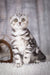 Striped Scottish Fold kitten from Unicum, a super cute and playful furry friend