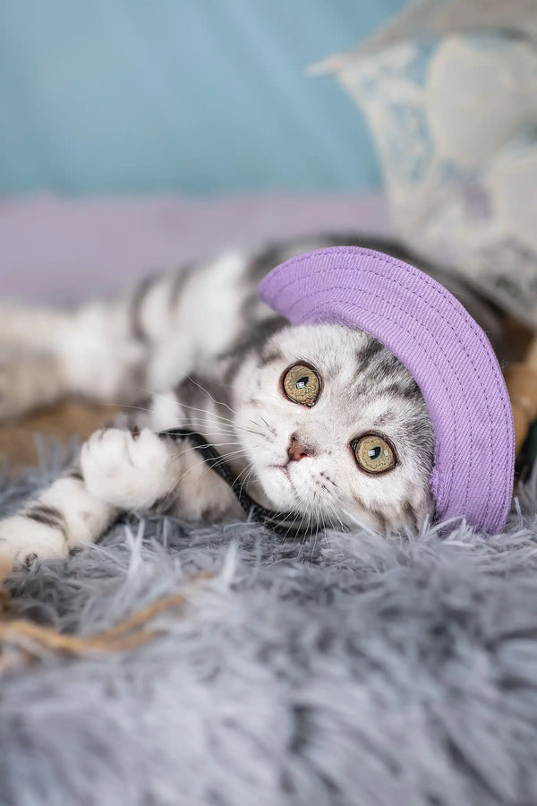 Striped kitten in a purple hat from Unicum Scottish Fold Kitten collection