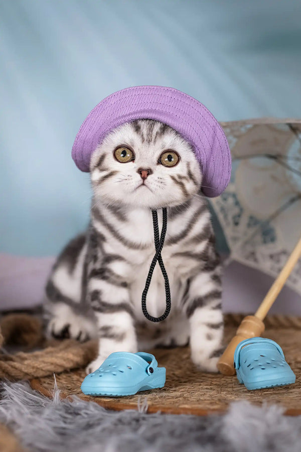 Striped kitten in a cute purple hat from Unicum Scottish Fold Kitten collection