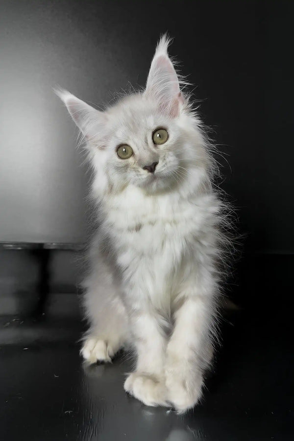 Union | maine coon kitten