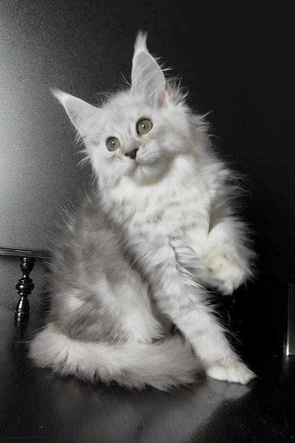 Union | maine coon kitten