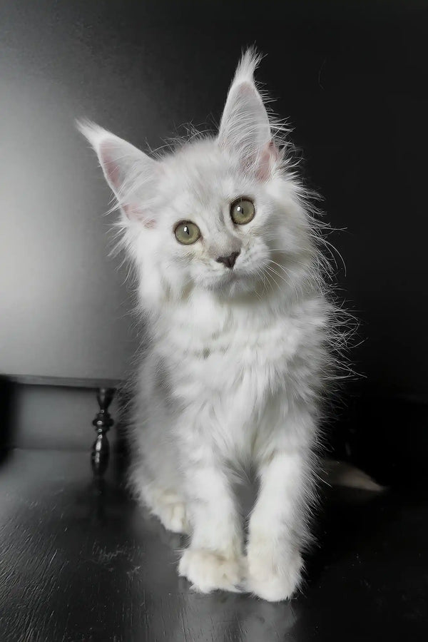 Union | maine coon kitten