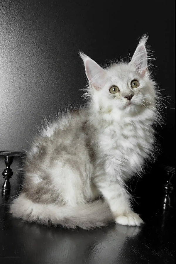 Union | maine coon kitten