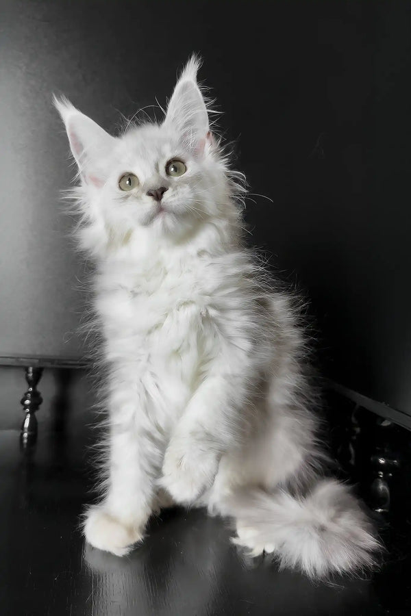 Union | maine coon kitten