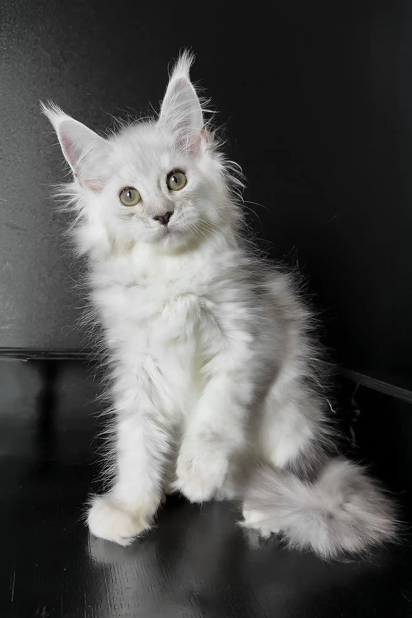 Union | maine coon kitten