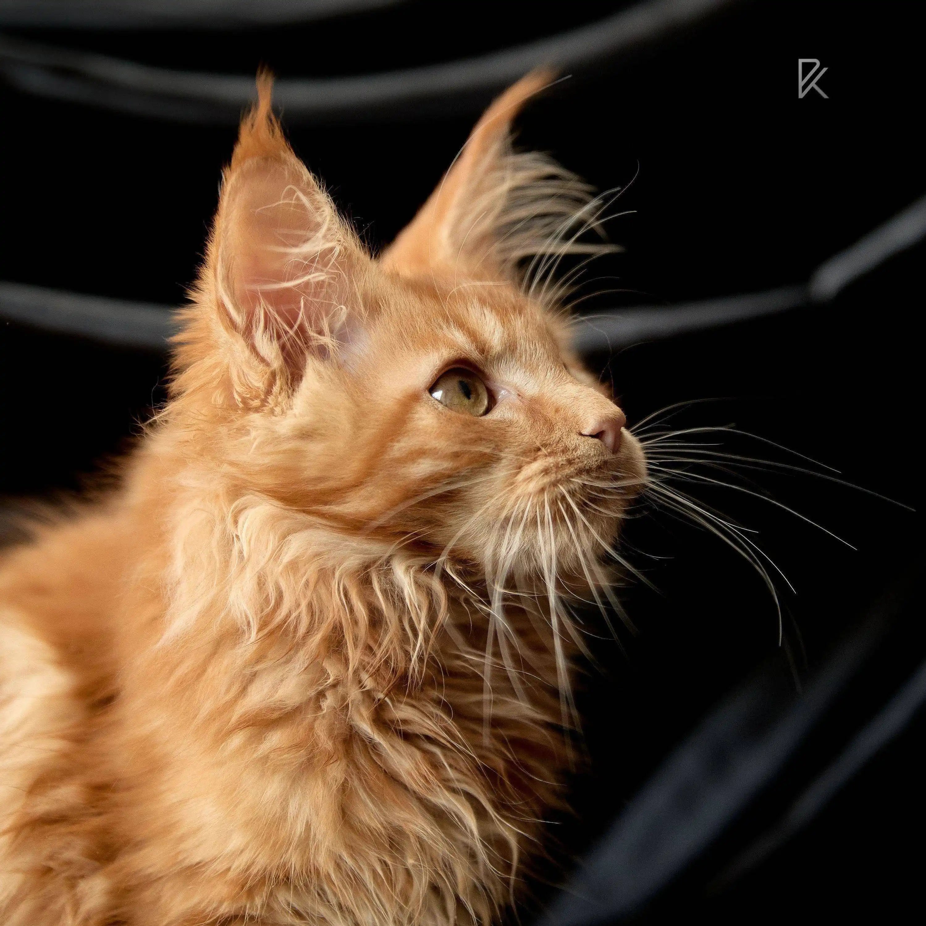Maine Coon Kittens for Sale Unique | Kitten