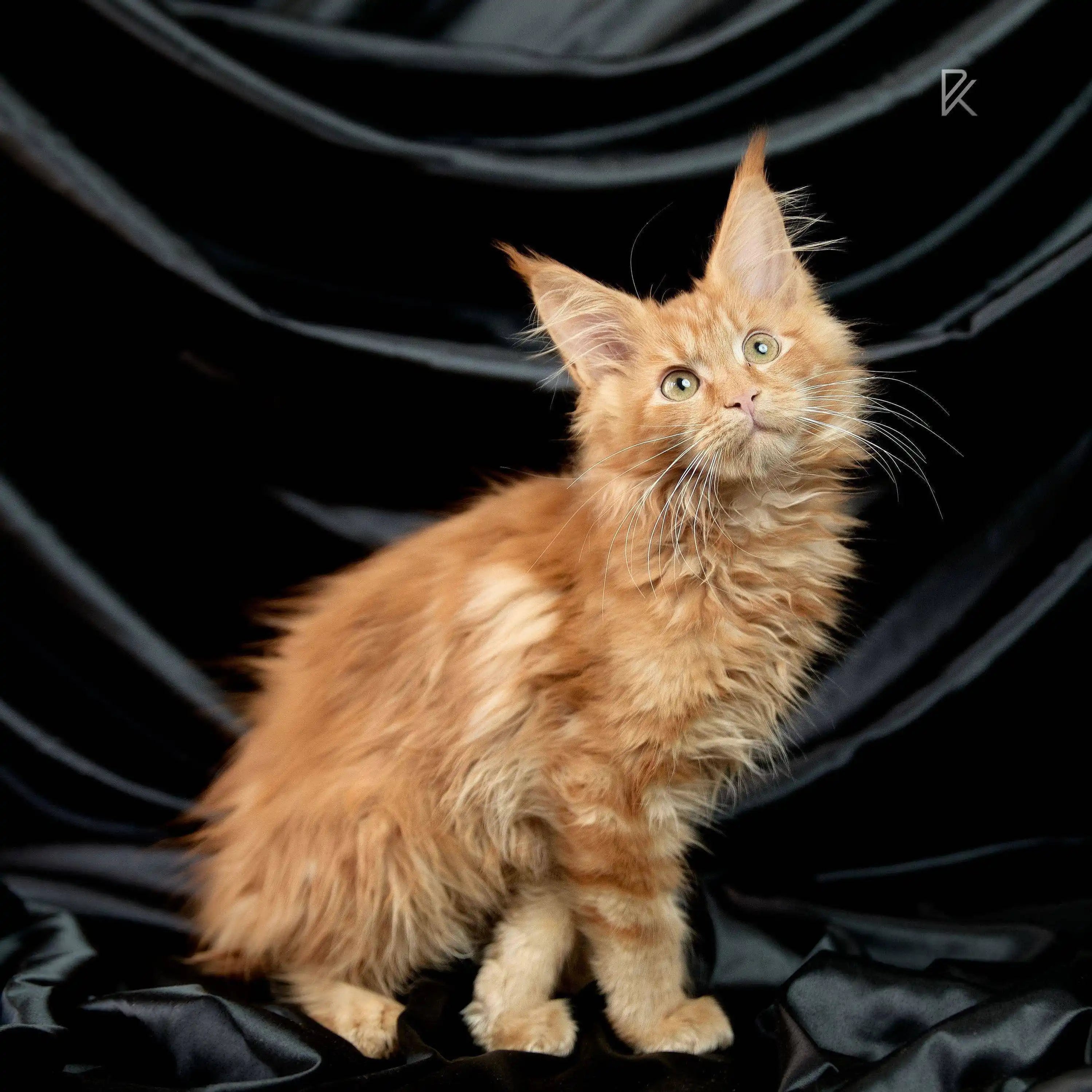 Maine Coon Kittens for Sale Unique | Kitten