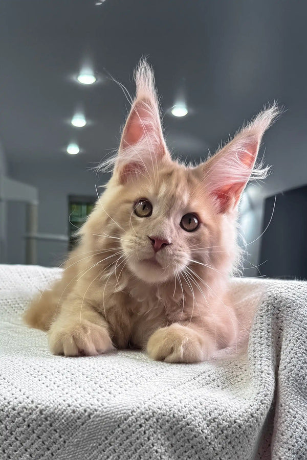 United | maine coon kitten