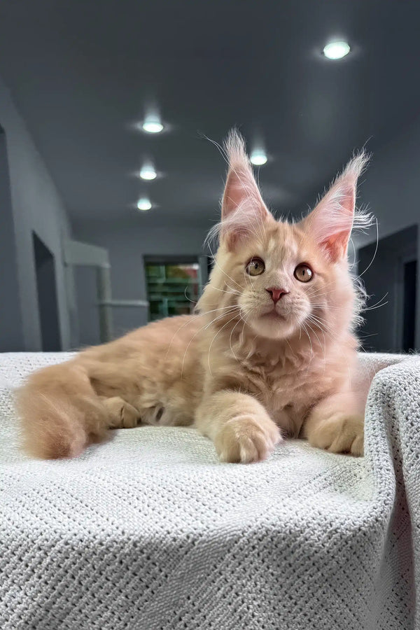 United | maine coon kitten