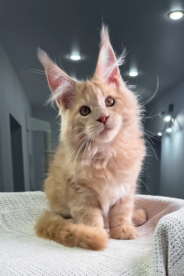 United | maine coon kitten