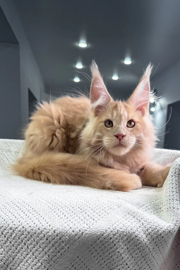 United | maine coon kitten