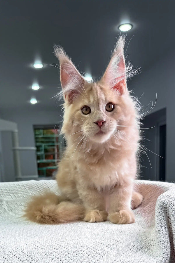 United | maine coon kitten
