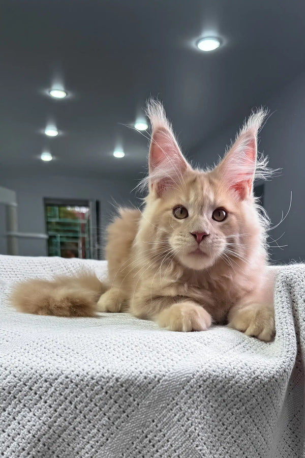 United | maine coon kitten