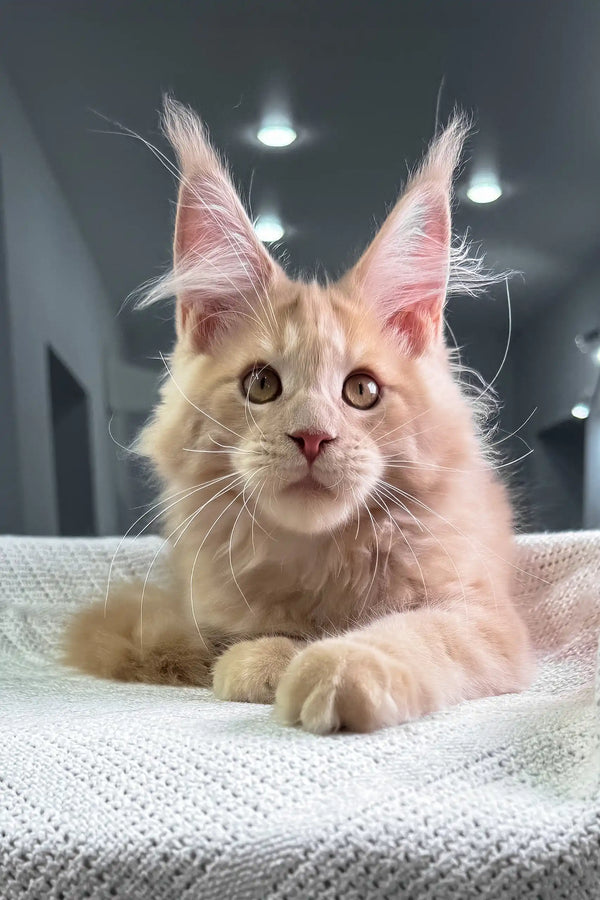 United | maine coon kitten