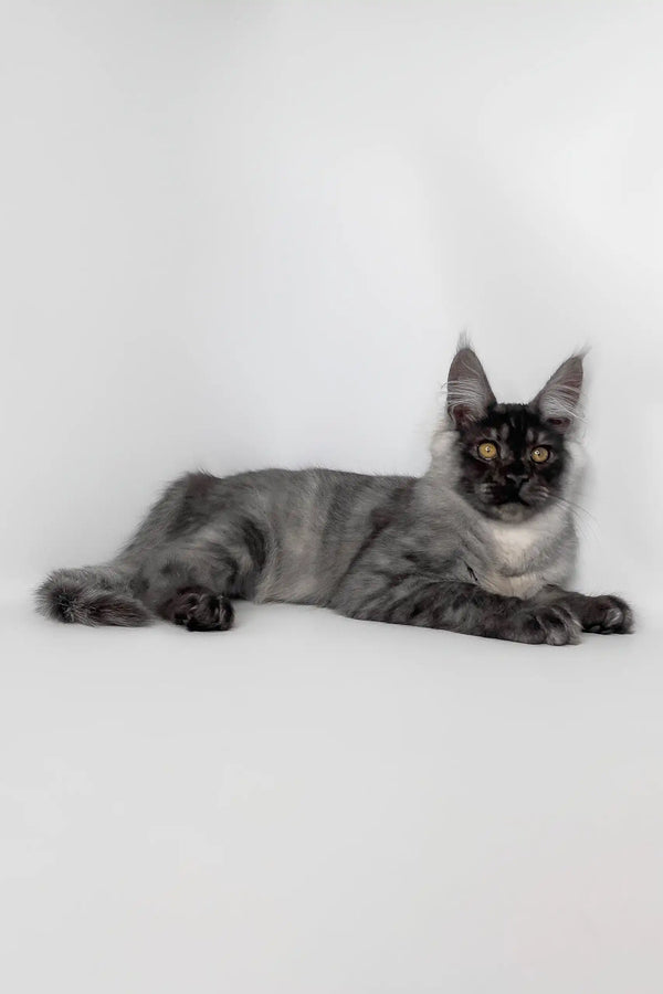 Uno | maine coon kitten