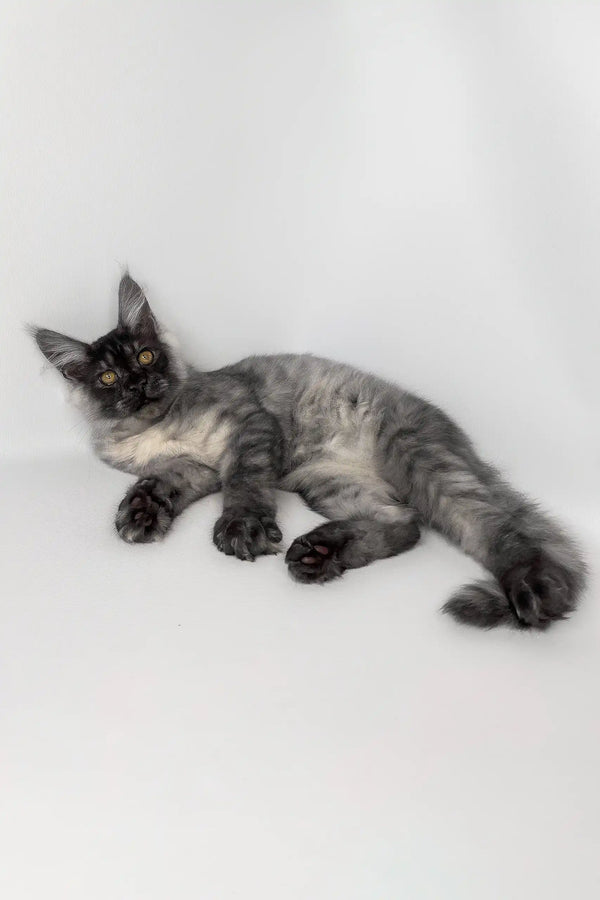 Uno | maine coon kitten