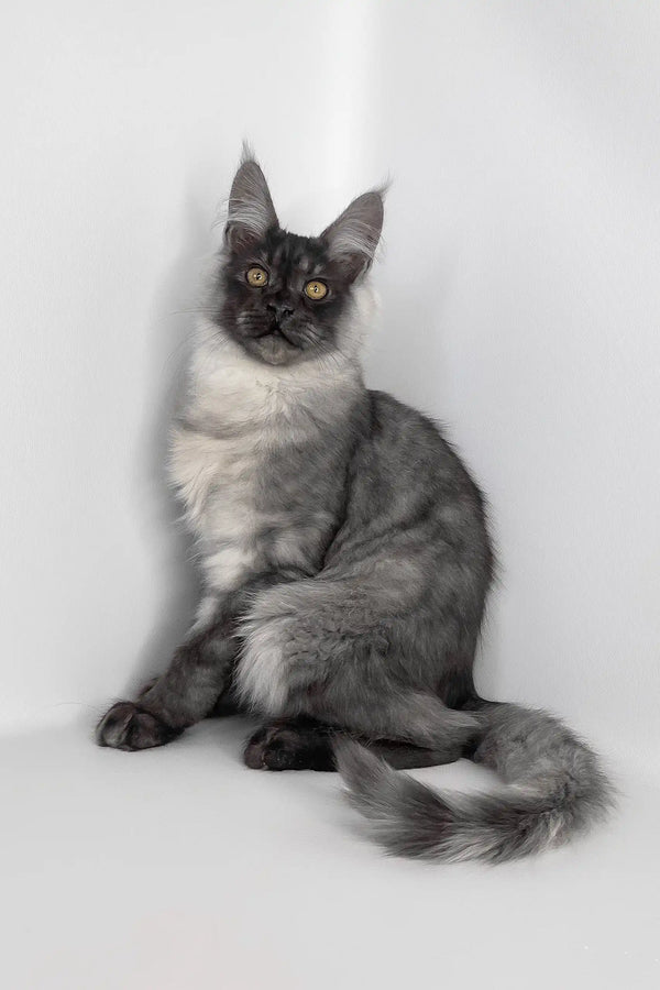 Uno | maine coon kitten