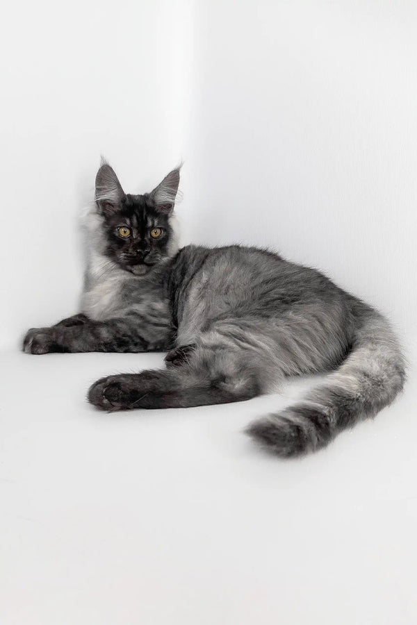 Uno | maine coon kitten
