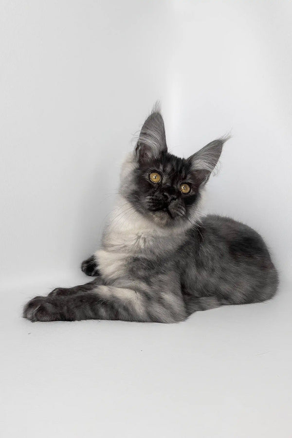 Uno | maine coon kitten