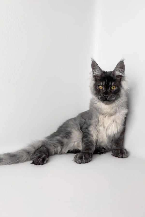 Uno | maine coon kitten