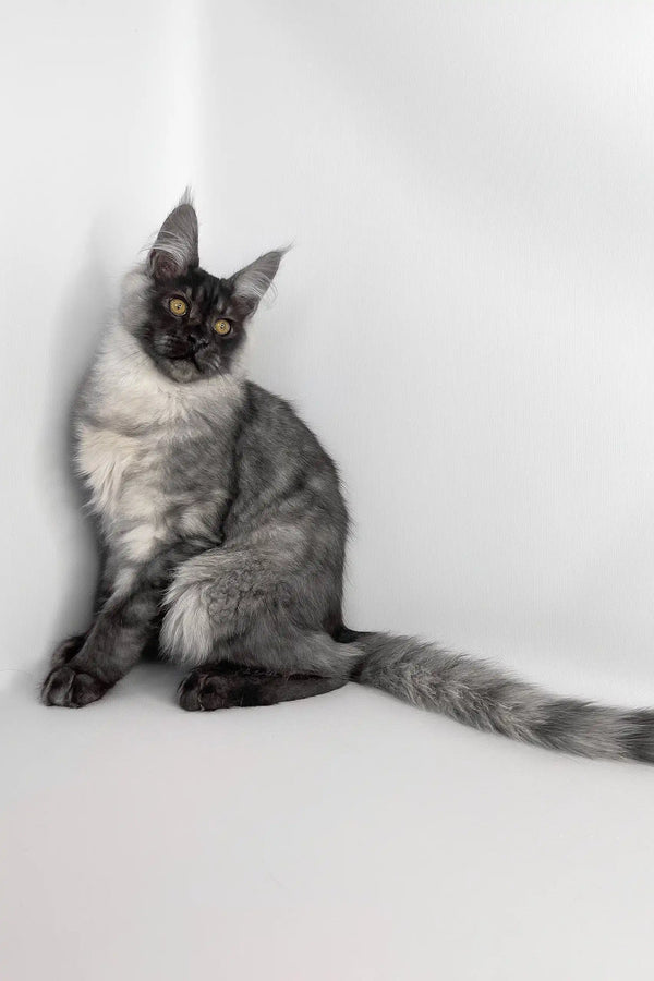 Uno | maine coon kitten