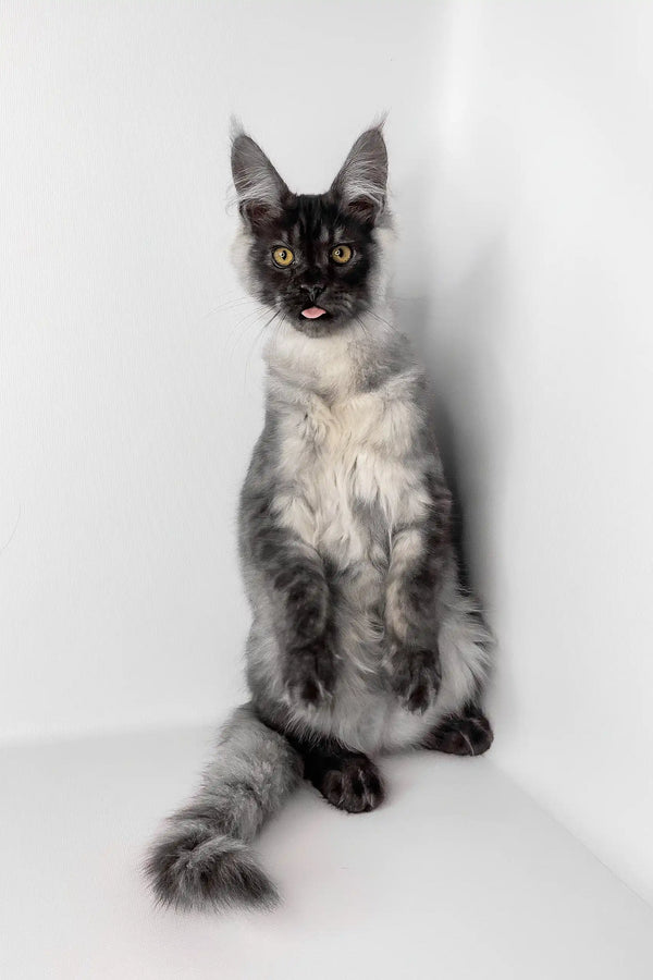 Uno | maine coon kitten