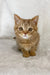 Cute orange tabby kitten named Uno from the Scottish Straight breed