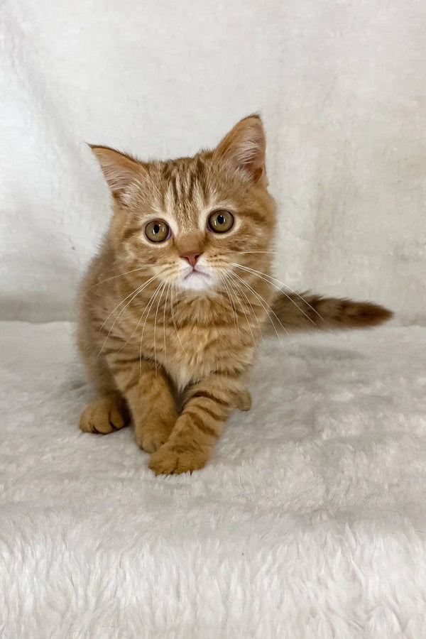 Cute Golden Tabby Kitten named Uno from Scottish Straight breed, perfect for cuddles